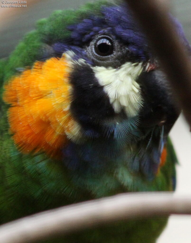 Orange-breasted Fig Parrot