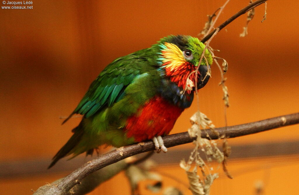 Edwards's Fig Parrot