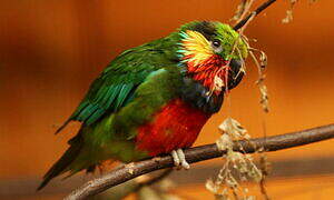 Edwards's Fig Parrot