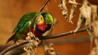 Edwards's Fig Parrot