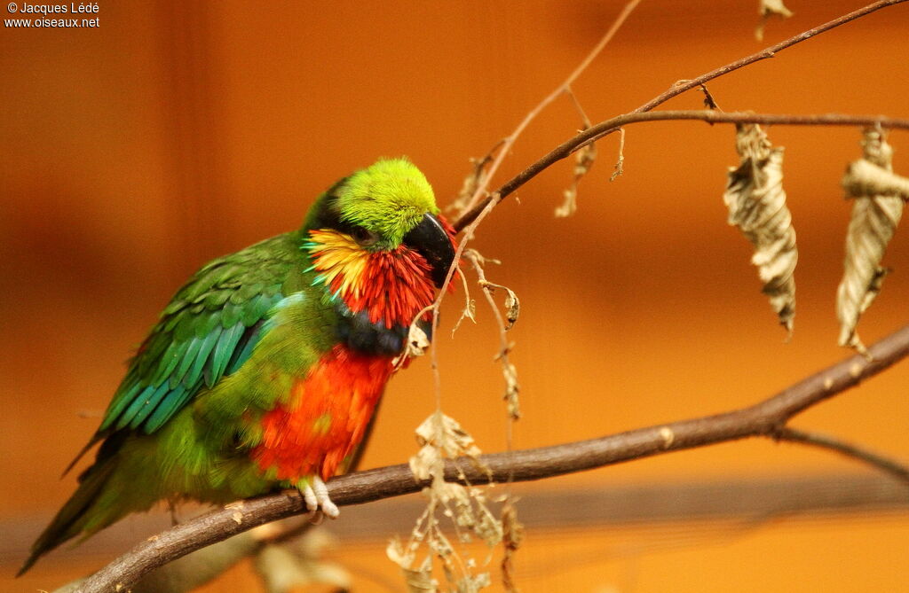 Edwards's Fig Parrot