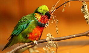 Edwards's Fig Parrot