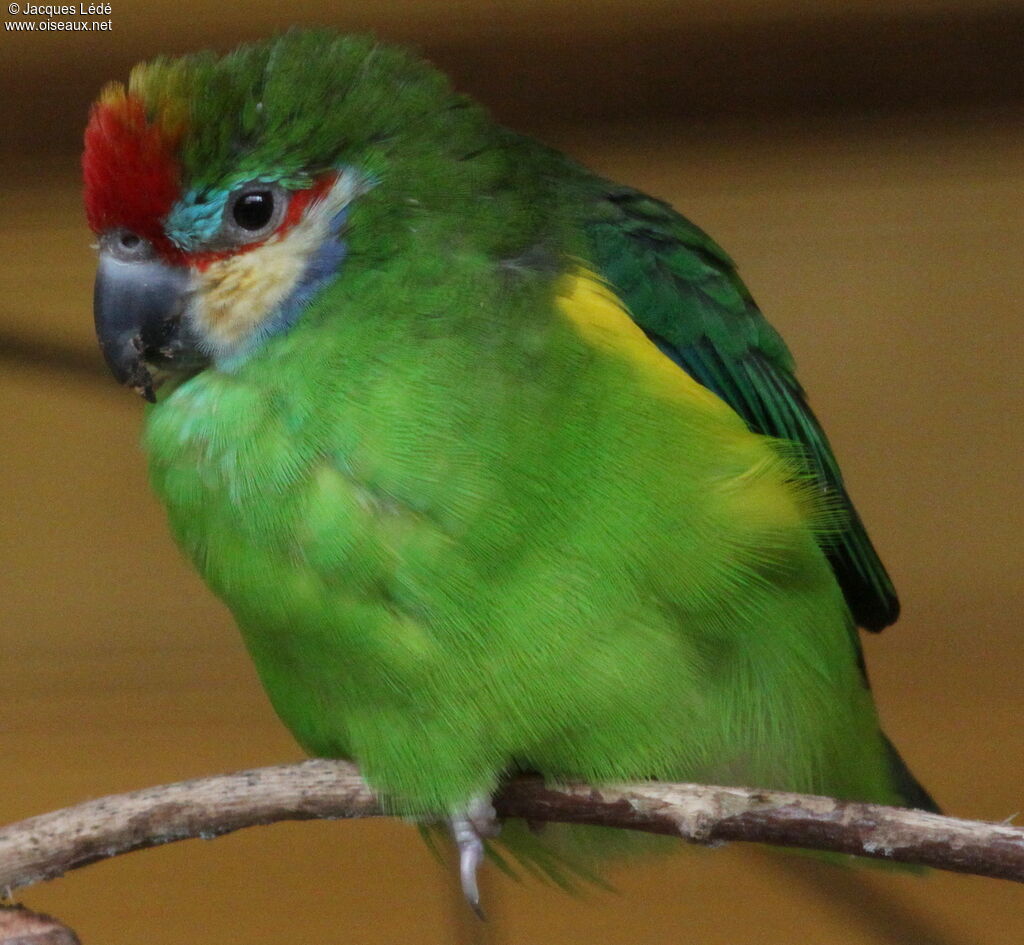 Double-eyed Fig Parrot