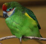 Double-eyed Fig Parrot