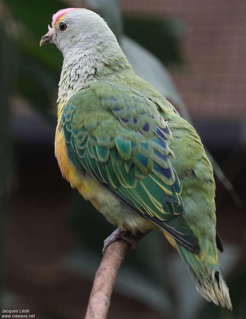 Makatea Fruit Dove