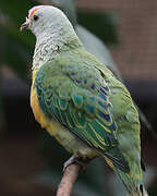 Makatea Fruit Dove