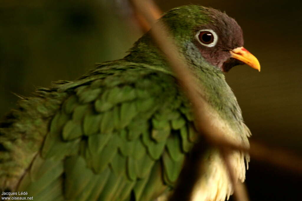 Jambu Fruit Dove