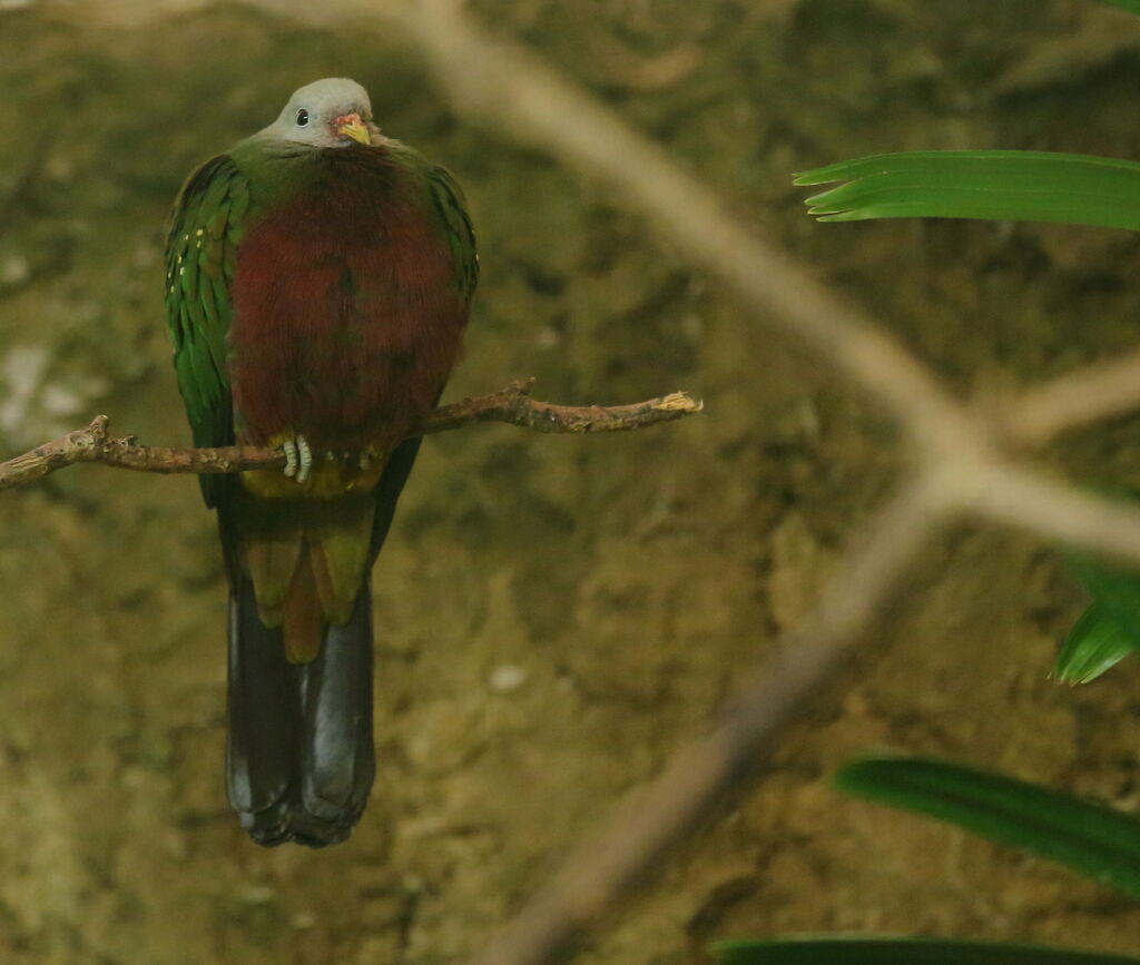 Wompoo Fruit Dove