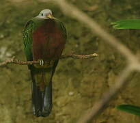 Wompoo Fruit Dove