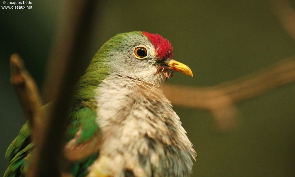 Beautiful Fruit Dove