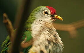 Beautiful Fruit Dove