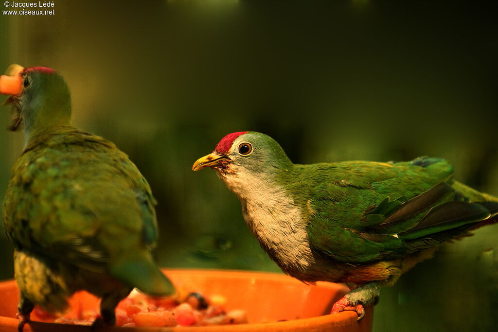 Beautiful Fruit Dove