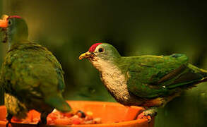 Beautiful Fruit Dove