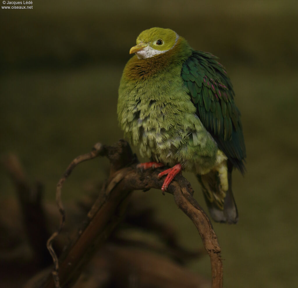 Pink-spotted Fruit Dove