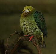 Pink-spotted Fruit Dove