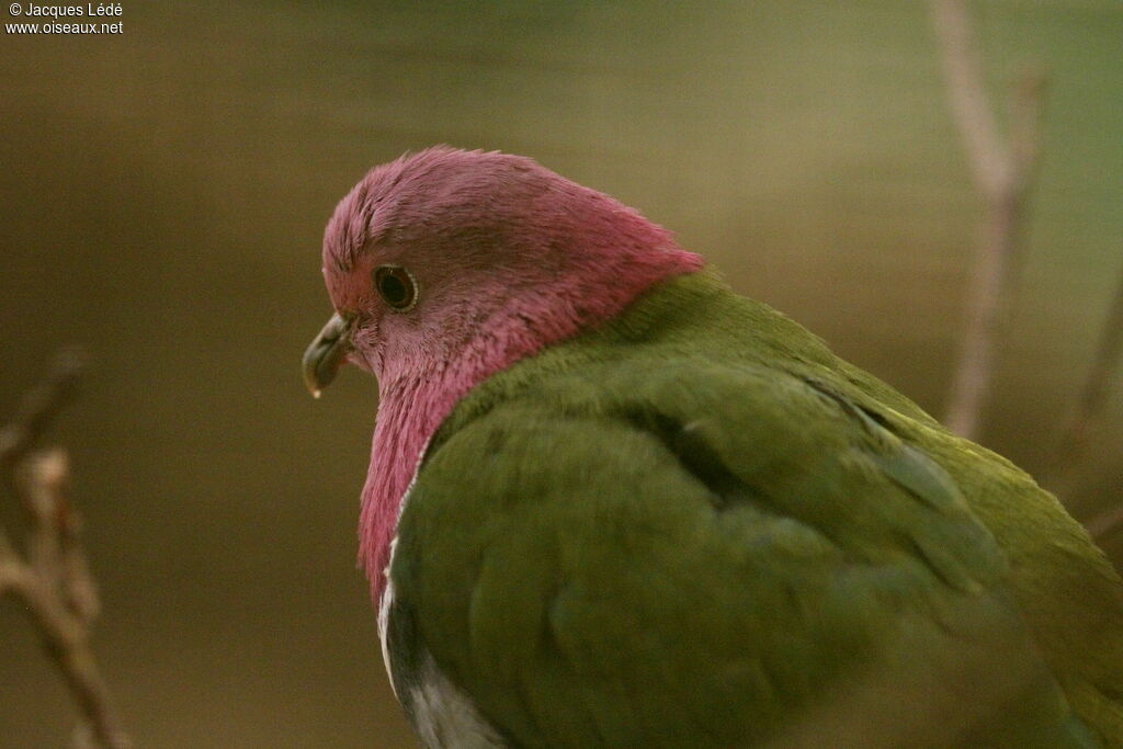 Pink-headed Fruit Dove