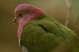 Pink-headed Fruit Dove