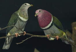 Pink-headed Fruit Dove