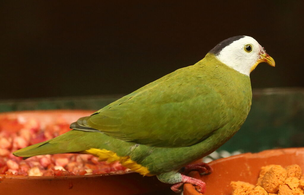 Black-naped Fruit Dove