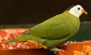 Black-naped Fruit Dove