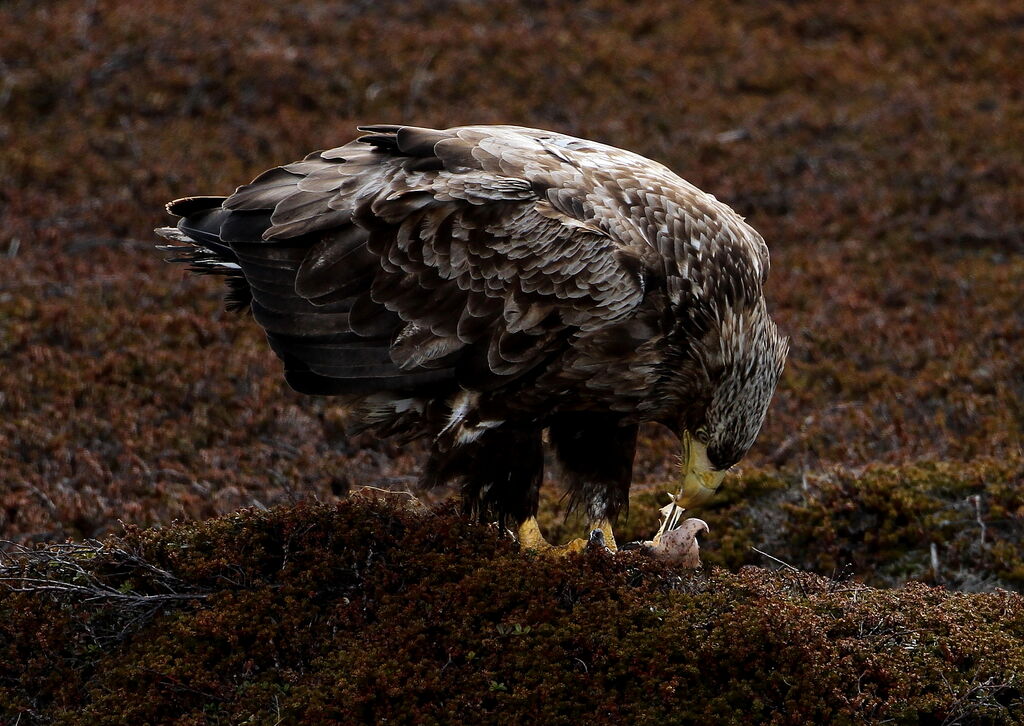 White-tailed Eagle