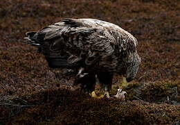 White-tailed Eagle