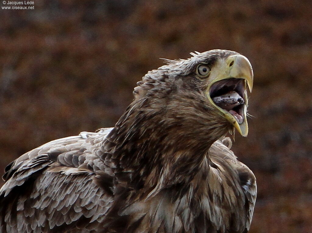 White-tailed Eagle, close-up portrait, feeding habits