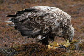 White-tailed Eagle