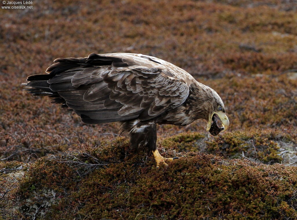 White-tailed Eagle