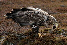 White-tailed Eagle