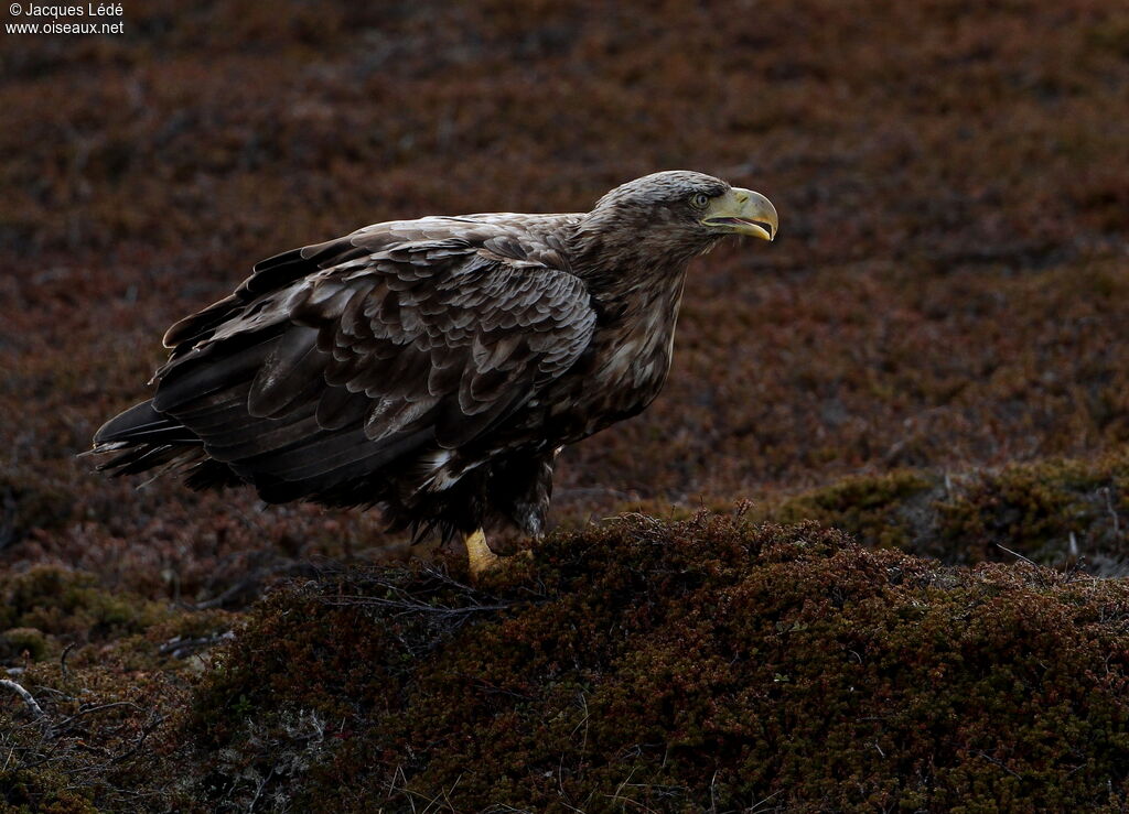 White-tailed Eagle