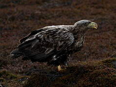 White-tailed Eagle