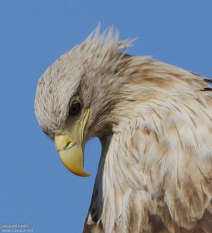White-tailed Eagleadult, close-up portrait