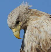 White-tailed Eagle