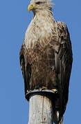 White-tailed Eagle