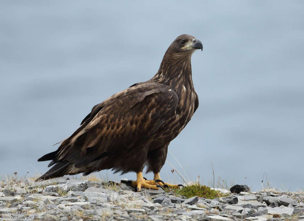 White-tailed Eaglejuvenile, identification