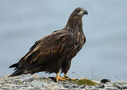 White-tailed Eagle