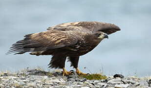 White-tailed Eagle