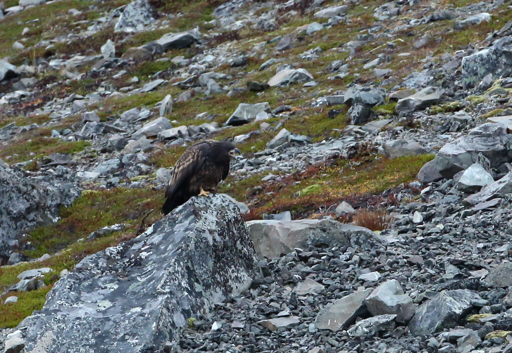 White-tailed Eagle