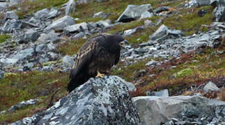 White-tailed Eagle