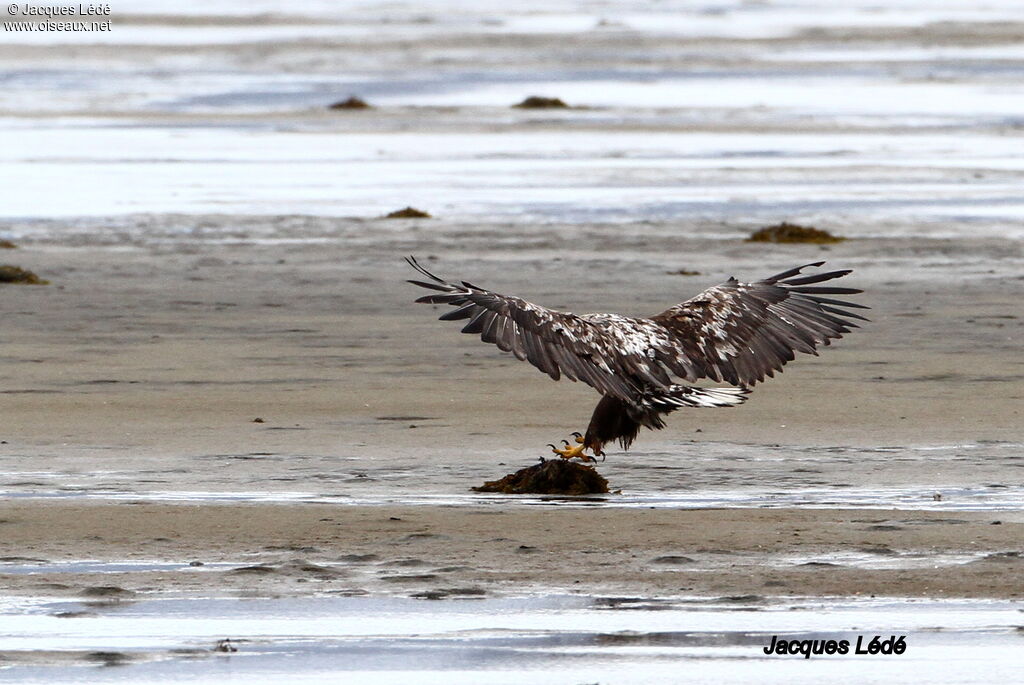 White-tailed Eagle