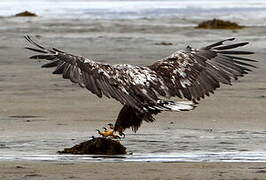 White-tailed Eagle