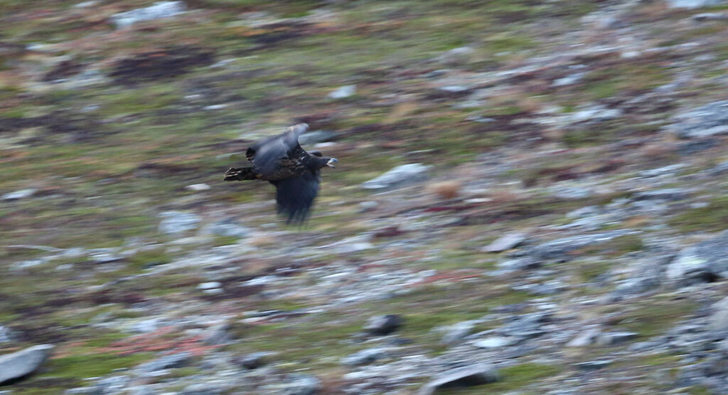 White-tailed Eagle