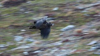 White-tailed Eagle