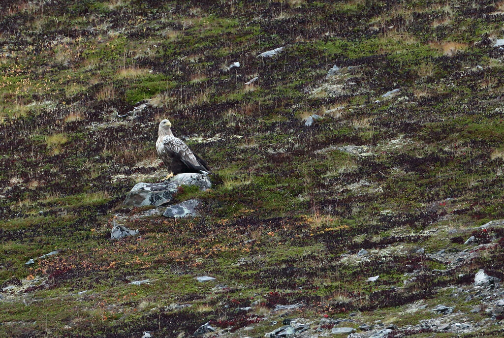 White-tailed Eagle