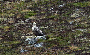 White-tailed Eagle