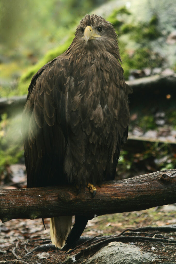 White-tailed Eagle