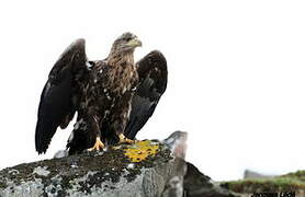 White-tailed Eagle