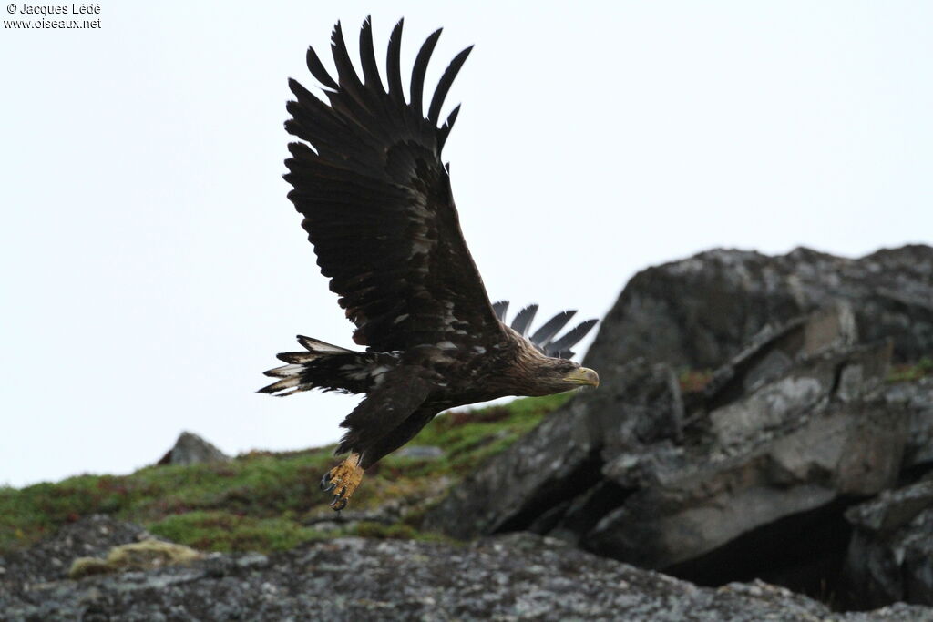 White-tailed Eagle