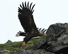 White-tailed Eagle